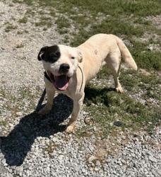 Shelter Stray Male Dog last seen Near BRANCHWOOD DR LIBERTY, SC 29657, PICKENS COUNTY, SC, 193 County Farm Rd, Pickens, SC 29671, USA