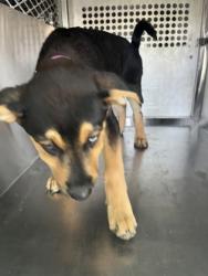 Shelter Stray Female Dog last seen Near LEATHERWOOD DR, West District, TX, 355 Hillshire Dr, Haslet, TX 76052, USA