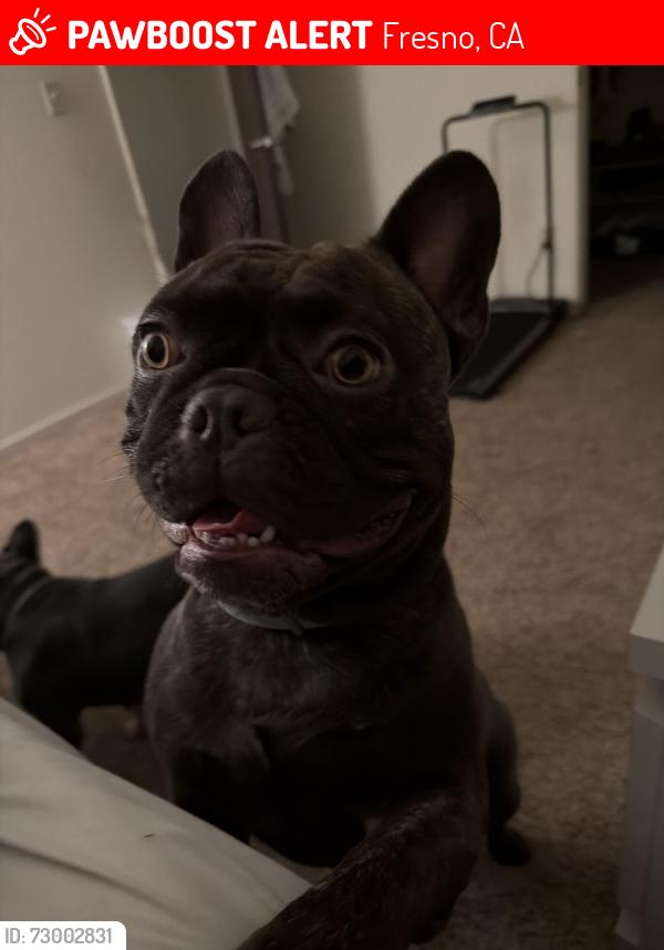 Lost Male Dog last seen Fresno and Ashlan, Fresno, CA 93726