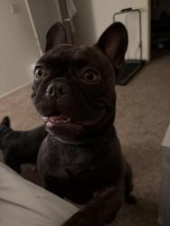Lost Male Dog last seen Fresno and Ashlan, Fresno, CA 93726