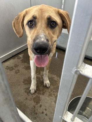 Shelter Stray Female Dog last seen Near FOREST AVE, East District, TX, 355 Hillshire Dr, Haslet, TX 76052, USA