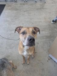 Shelter Stray Male Dog last seen Abington Ave, North District, TX, 355 Hillshire Dr, Haslet, TX 76052, USA