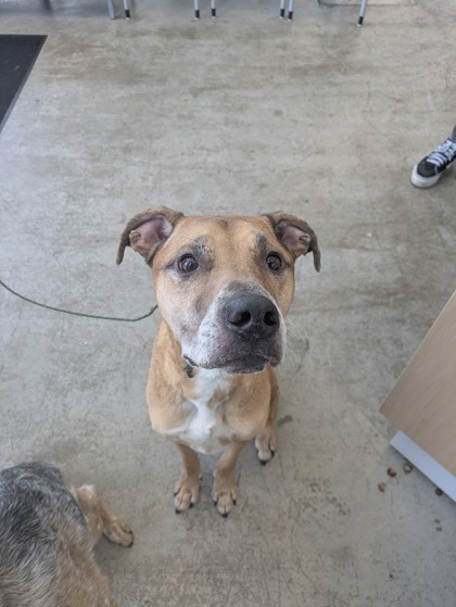 Shelter Stray Male Dog last seen Abington Ave, North District, TX, 355 Hillshire Dr, Haslet, TX 76052, USA