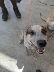 Shelter Stray Male Dog last seen Abington Ave, North District, TX, 355 Hillshire Dr, Haslet, TX 76052, USA