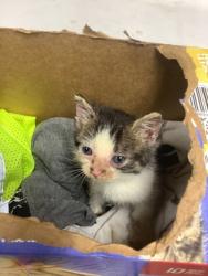 Shelter Stray Male Cat last seen Near COLE ST, South District, TX, 355 Hillshire Dr, Haslet, TX 76052, USA