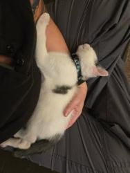 Shelter Stray Male Cat last seen Near golf crest circle Stone Mountain Georgia 3008, 30088, GA, 3280 Chamblee Dunwoody Rd, Chamblee, GA 30341, USA