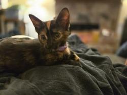 Shelter Stray Female Cat last seen Near Pittston farm Rd, 30058, GA, 3280 Chamblee Dunwoody Rd, Chamblee, GA 30341, USA