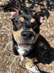 Shelter Stray Male Dog last seen Moravia and Sinclair LN, 21206, MD, 301 Stockholm St, Baltimore, MD 21230, USA