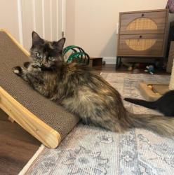 Shelter Stray Female Cat last seen Near Ridge Creek Dr, Clarkston, GA 30021, 30021, GA, 3280 Chamblee Dunwoody Rd, Chamblee, GA 30341, USA