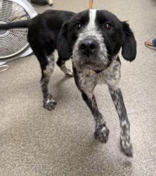 Shelter Stray Male Dog last seen Pleasant Ave., Hamilton, OH, 1820 Princeton Rd, Hamilton, OH 45011, USA