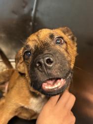 Shelter Stray Male Dog last seen Near dingdinger, Socorro, TX, 5001 Fred Wilson Ave, El Paso, TX 79906, USA