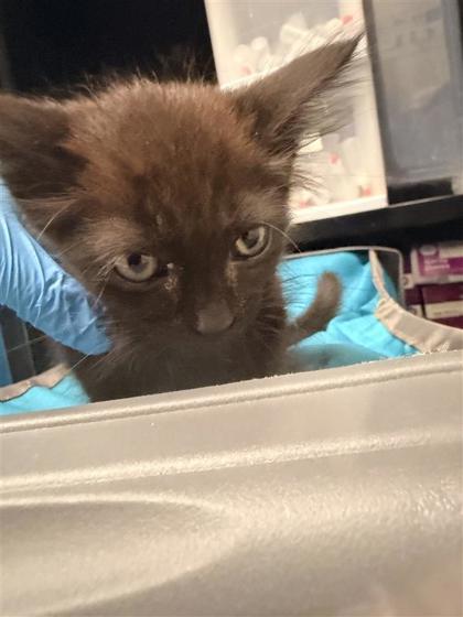Shelter Stray Female Cat last seen Near CR 396, Williamson County, TX, 1855 SE Inner Loop, Georgetown, TX 78626, USA