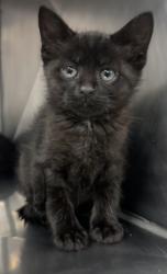 Shelter Stray Male Cat last seen Oaks Road Elementary School, New Bern City Limits, NC, 1639 Old Airport Rd, New Bern, NC 28562, USA