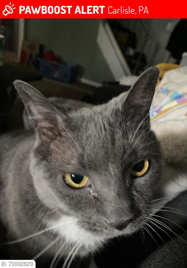 Lost Male Cat last seen Fairview road and Charles. Near the Fairgrounds , Carlisle, PA 17013