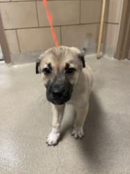 Shelter Stray Male Dog last seen Hideaway, 75149, TX, 1650 Gross Rd, Mesquite, TX 75149, USA