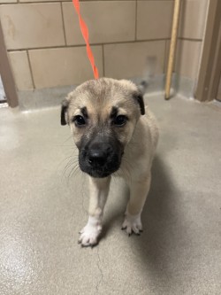 Shelter Stray Male Dog last seen Hideaway, 75149, TX, 1650 Gross Rd, Mesquite, TX 75149, USA