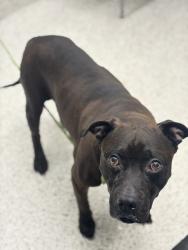 Shelter Stray Male Dog last seen Near Elbridge Dr., Atlanta, GA, 1251 Fulton Industrial Blvd NW, Atlanta, GA 30336, USA