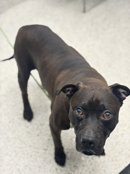 Shelter Stray Male Dog last seen Near Elbridge Dr., Atlanta, GA, 1251 Fulton Industrial Blvd NW, Atlanta, GA 30336, USA