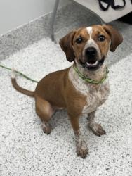 Shelter Stray Female Dog last seen Near FLAT SHOALS RD, Union City, GA, 1251 Fulton Industrial Blvd NW, Atlanta, GA 30336, USA