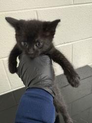 Shelter Stray Female Cat last seen Near Clinton Hwy, Knox County GP, TN, 3201 Division St, Knoxville, TN 37919, USA