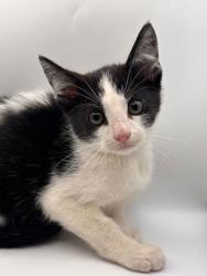 Shelter Stray Male Cat last seen Near Loves Creek Rd., Knox County GP, TN, 3201 Division St, Knoxville, TN 37919, USA