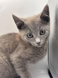 Shelter Stray Male Cat last seen Near Loves Creek Rd., Knox County GP, TN, 3201 Division St, Knoxville, TN 37919, USA