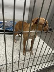 Shelter Stray Male Dog last seen Near Shepherd Cir SW, Atlanta, GA, 1251 Fulton Industrial Blvd NW, Atlanta, GA 30336, USA