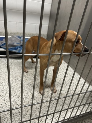 Shelter Stray Male Dog last seen Near Shepherd Cir SW, Atlanta, GA, 1251 Fulton Industrial Blvd NW, Atlanta, GA 30336, USA