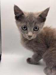 Shelter Stray Female Cat last seen Near Loves Creek Rd., Knox County GP, TN, 3201 Division St, Knoxville, TN 37919, USA