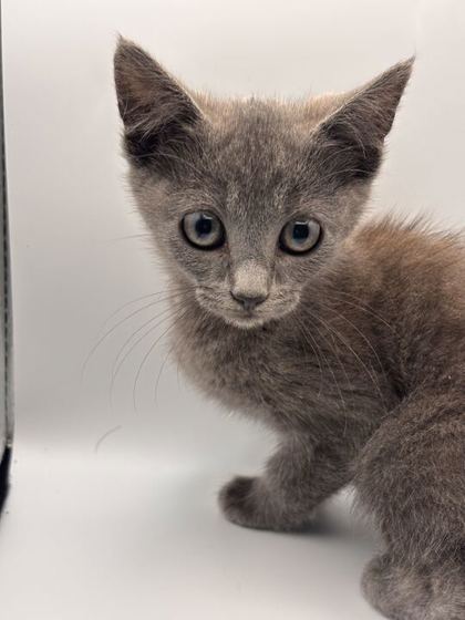 Shelter Stray Female Cat last seen Near Loves Creek Rd., Knox County GP, TN, 3201 Division St, Knoxville, TN 37919, USA
