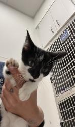 Shelter Stray Female Cat last seen Near Loverwood CT., Atlanta, GA, 1251 Fulton Industrial Blvd NW, Atlanta, GA 30336, USA