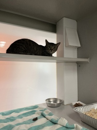 Shelter Stray Unknown Cat last seen Near Research Center Atlanta Dr, Atlanta, GA, 1251 Fulton Industrial Blvd NW, Atlanta, GA 30336, USA