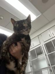 Shelter Stray Female Cat last seen Near Twin Lakes Dr, Atlanta, GA, 1251 Fulton Industrial Blvd NW, Atlanta, GA 30336, USA