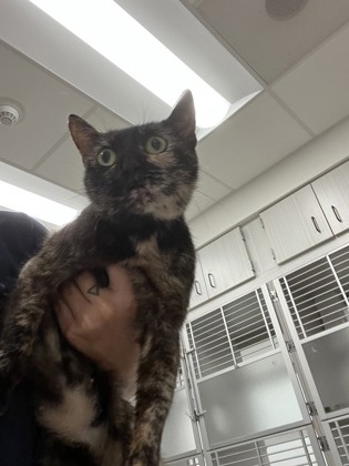 Shelter Stray Female Cat last seen Near Twin Lakes Dr, Atlanta, GA, 1251 Fulton Industrial Blvd NW, Atlanta, GA 30336, USA