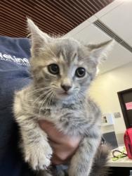 Shelter Stray Female Cat last seen Near Winburn Terrace, Atlanta, GA, 1251 Fulton Industrial Blvd NW, Atlanta, GA 30336, USA