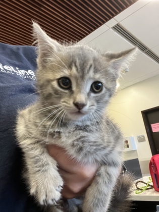 Shelter Stray Female Cat last seen Near Winburn Terrace, Atlanta, GA, 1251 Fulton Industrial Blvd NW, Atlanta, GA 30336, USA