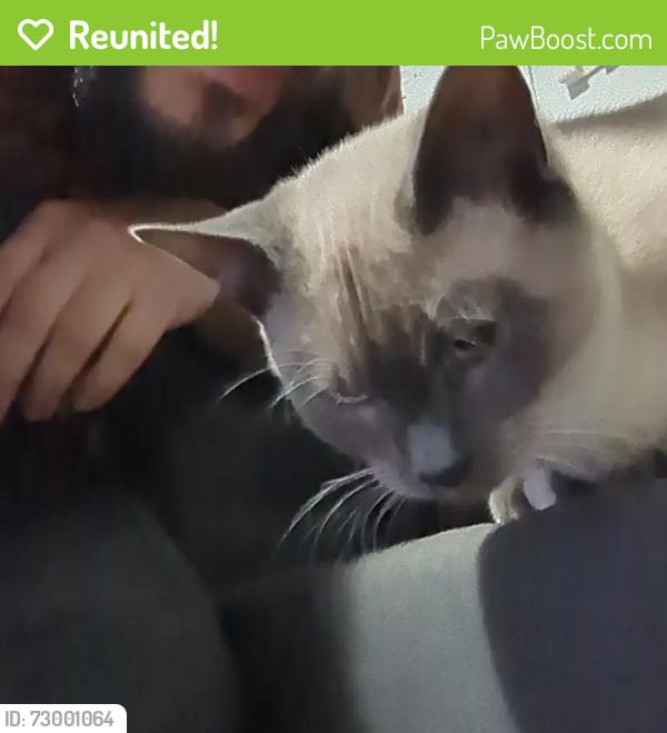 Reunited Male Cat last seen The alley on S 43rd ST between S Cedar ST and S Junett Stt, Tacoma, WA 98409