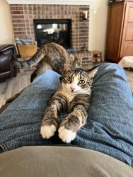 Lost Female Cat last seen Buffalo Gap and Corral Dr, Midland, TX 79705