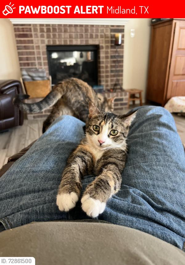 Lost Female Cat last seen Buffalo Gap and Corral Dr, Midland, TX 79705