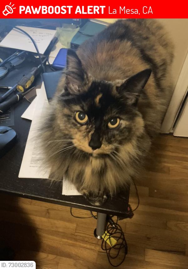 Lost Female Cat last seen Kathy st, La Mesa, CA 91942