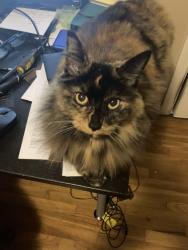Lost Female Cat last seen Kathy st, La Mesa, CA 91942
