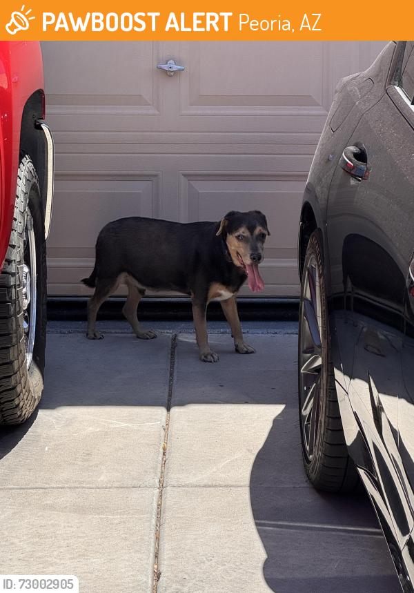 Found/Stray Male Dog last seen Townsend square, Peoria, AZ 85345