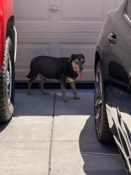 Found/Stray Male Dog last seen Townsend square, Peoria, AZ 85345