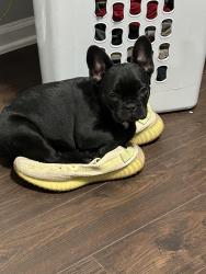 Lost Male Dog last seen Near N 29th street,Milwaukee, , Milwaukee, WI 53210
