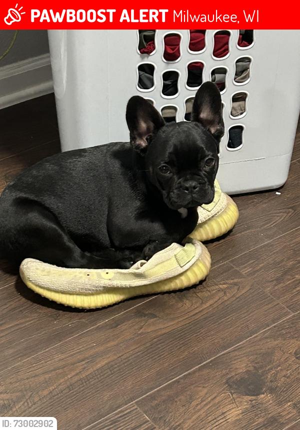 Lost Male Dog last seen Near N 29th street,Milwaukee, , Milwaukee, WI 53210