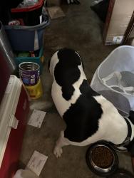 Reunited Unknown Dog last seen Shoreham & Avon, Florissant, MO 63033