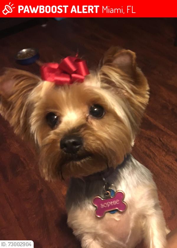 Lost Female Dog last seen Near sw 7th street and 33 ave , Miami, FL 33135
