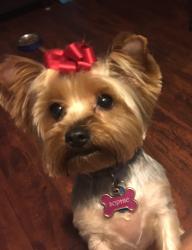 Lost Female Dog last seen Near sw 7th street and 33 ave , Miami, FL 33135