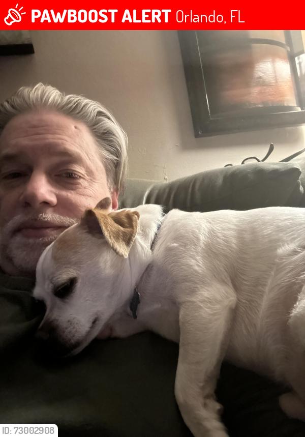 Lost Male Dog last seen Mills and Anderson.  , Orlando, FL 32801