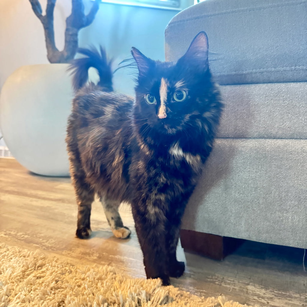 Shelter Stray Female Cat last seen Near W 2600 S, Magna Township, UT, 84044, 511 W 3900 S, Salt Lake City, UT 84123, USA